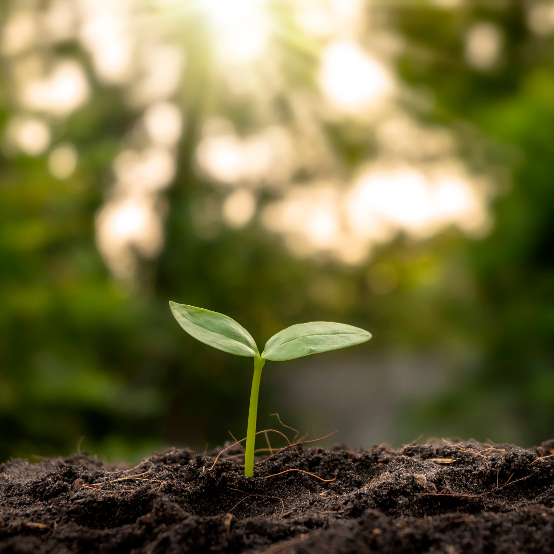 Sustainable Beauty: The Imperative Shift in India's Skincare Industry